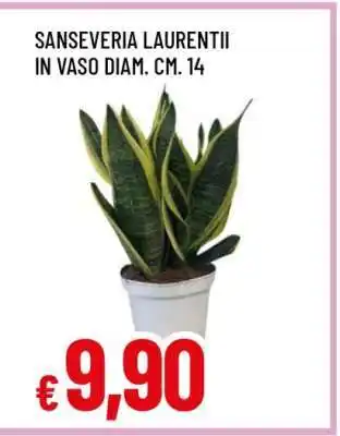 Famila SANSEVERIA LAURENTII offerta