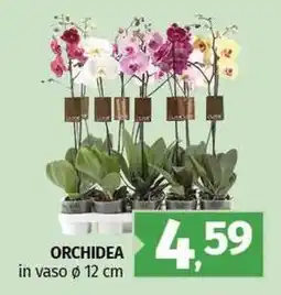 Pam Orchidea offerta