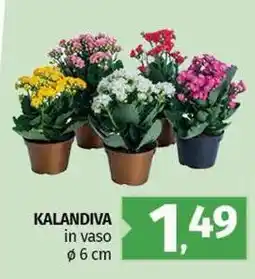 Pam Kalandiva in vaso offerta