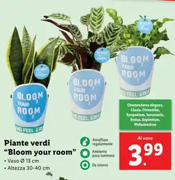 Lidl Piante verdi Bloom your room offerta