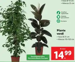 Lidl Piante verdi offerta