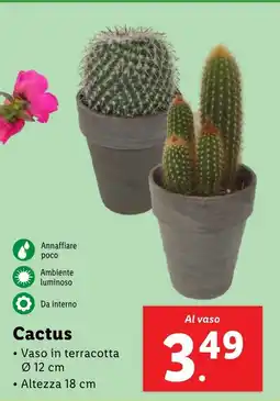 Lidl Cactus offerta
