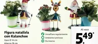 Lidl Figura natalizia con kalanchoe vaso 14 cm altezza 18 cm offerta
