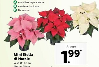 Lidl Mini stella di natale offerta