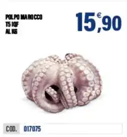 Adhoc Polpo marocco offerta