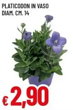 A&O Platicodon in vaso offerta