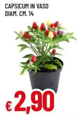 A&O Capsicum in vaso offerta