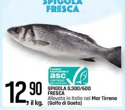 Famila SPIGOLA FRESCA offerta