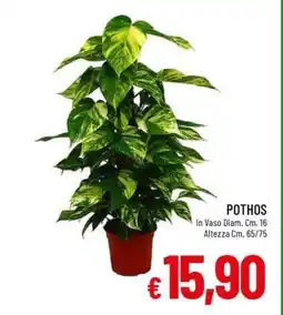 Famila POTHOS offerta