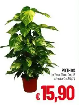 IperFamila Pothos In Vaso offerta