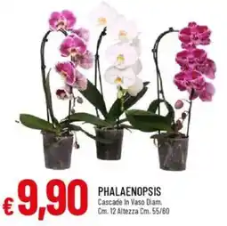 IperFamila Phalaenopsis cascade in vaso offerta