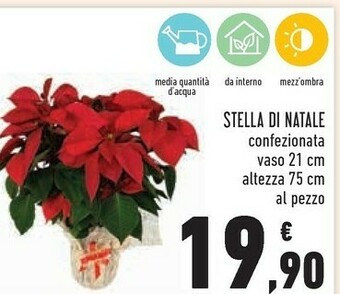 Conad City Stella di natale offerta