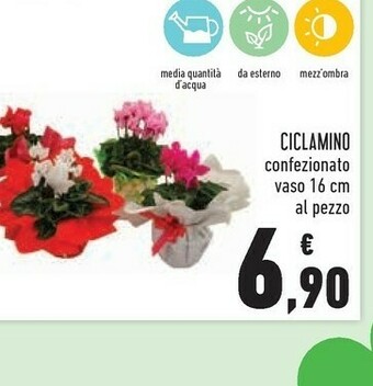 Conad Ciclamino vaso 16 cm offerta