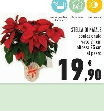 Conad Stella di natale vaso 21 cm altezza 75 cm offerta