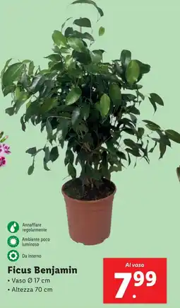 Lidl Ficus Benjamin offerta