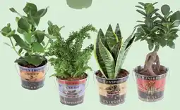 Lidl Piante verdi offerta