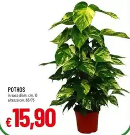 Galassia Pothos offerta