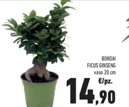 Bonsai ficus ginseng