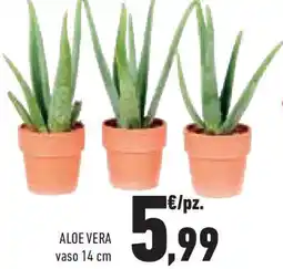 Conad Superstore Aloe vera offerta