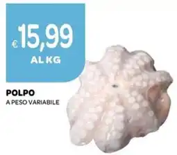 Ekom Polpo offerta