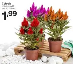 In'S Mercato Celosia offerta