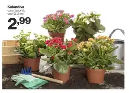 In'S Mercato Kalandiva colori assortiti, vaso 12 cm offerta
