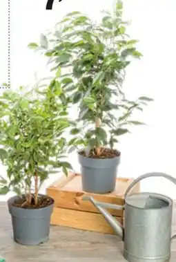 In'S Mercato Ficus Benjamina offerta