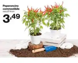 In'S Mercato Peperoncino commestibile offerta