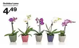 In'S Mercato Orchidea 1 ramo offerta
