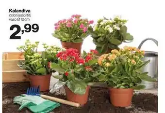 In'S Mercato Kalandiva offerta