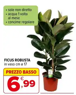 Iperal Ficus robusta offerta