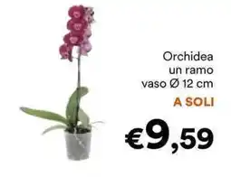 Unes Orchidea un ramo offerta
