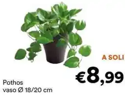 Unes Pothos offerta