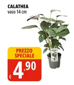 Tigros Calathea offerta