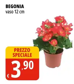 Tigros Begonia vaso 12 cm offerta
