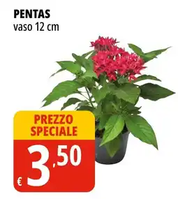 Tigros Pentas vaso 12 cm offerta