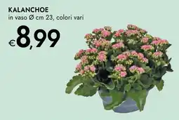 Bennet Kalanchoe offerta