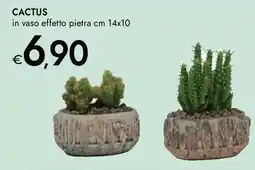Bennet Cactus offerta