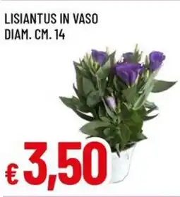 A&O Lisiantus in vaso diam offerta