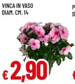 A&O Vinca in vaso diam. offerta