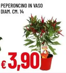 A&O Peperoncino in vaso diam. offerta