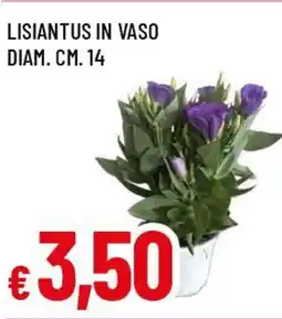 Famila Superstore Lisiantus in vaso diam. cm. 14 offerta