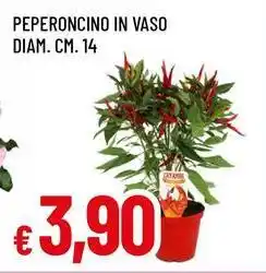 Famila Superstore Peperoncino in vaso diam. cm. 14 offerta