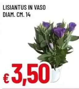 Famila Lisiantus in vaso diam. cm. 14 offerta
