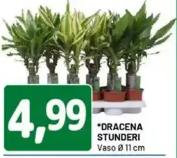 DPiù Dracena stunderi vaso offerta