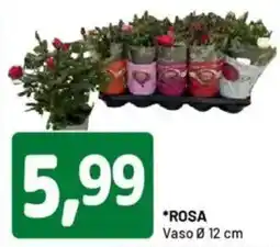 DPiù ROSA Vaso offerta