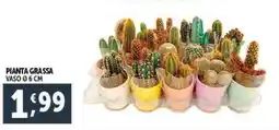 Deco Supermercati Pianta grassa vaso 06 cm offerta