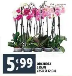 Deco Supermercati Orchidea 2 rami vaso 12 cm offerta