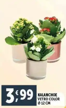 Deco Supermercati Kalanchoe vetro color 12 cm offerta