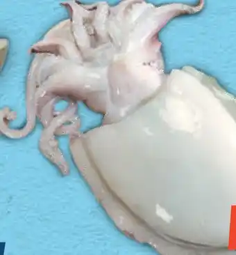 Sapore di Mare Seppia grande offerta